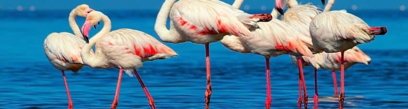 Dans la région des Grands Lacs, la montée des eaux menace le flamant rose d’Afrique©Yulia Lakeienko/Shutterstock