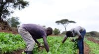 KENYA: around 8,000 tonnes of organic fertiliser to support sustainable agriculture©Miaron Billy/Shutterstock