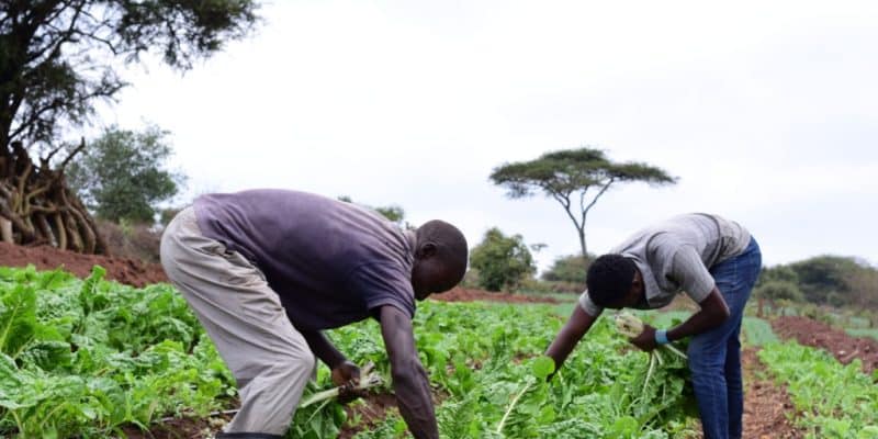 KENYA: around 8,000 tonnes of organic fertiliser to support sustainable agriculture©Miaron Billy/Shutterstock