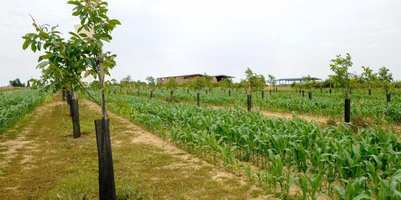MAROC : un financement de 4 millions d’euros recherche des projets d’agroécologie©PHILIPPE MONTIGNY/Shutterstock