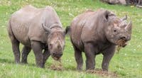 AFRIQUE DU SUD : l’élevage intensif des lions et des rhinocéros désormais interdit© Ian Fox /Shutterstock