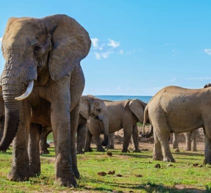 Le Botswana menace d’envoyé 20 000 éléphants en Allemagne : les dessous d’une tension©fokke baarssen/Shutterstock