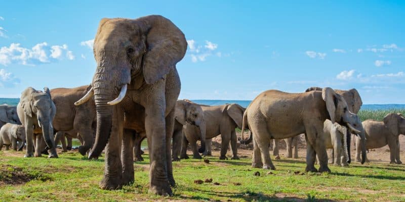 Le Botswana menace d’envoyé 20 000 éléphants en Allemagne : les dessous d’une tension©fokke baarssen/Shutterstock