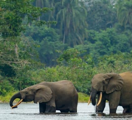 BASSIN DU CONGO : les forêts certifiées, un refuge pour la faune sauvage©Roger de la Harpe/Shutterstock