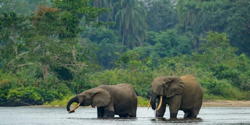 BASSIN DU CONGO : les forêts certifiées, un refuge pour la faune sauvage©Roger de la Harpe/Shutterstock