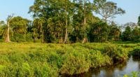 Bassin du Congo : un appel de l’OIF pour l’agriculture durable axée sur l’innovation ©Roger de la Harpe/Shutterstock
