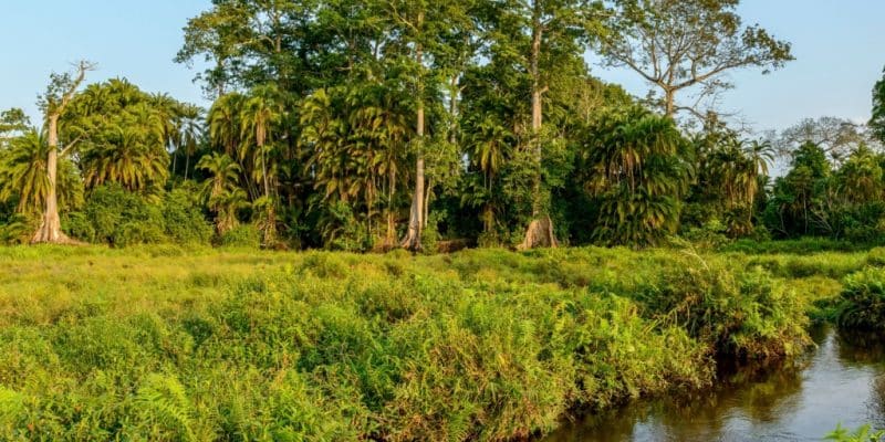 Bassin du Congo : un appel de l’OIF pour l’agriculture durable axée sur l’innovation ©Roger de la Harpe/Shutterstock