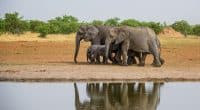 TANZANIE : la délivrance des permis de chasse à l’éléphant est dénoncée au Kenya ©Leonid AndronovShutterstock (2)