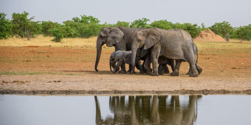TANZANIE : la délivrance des permis de chasse à l’éléphant est dénoncée au Kenya ©Leonid AndronovShutterstock (2)