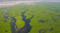 « Sauver les zones humides d'Afrique : un combat crucial pour la biodiversité » ©Curioso.Photography/Shutterstock