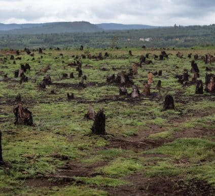 Déforestation massive au Cameroun : appel urgent à l'action internationale©Dudarev Mikhail/Shutterstock
