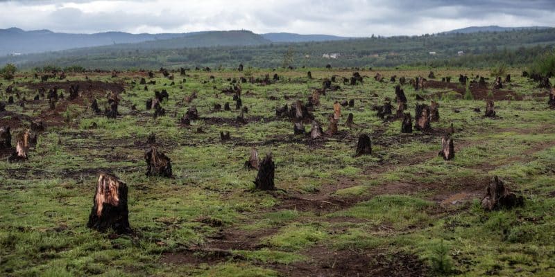 Déforestation massive au Cameroun : appel urgent à l'action internationale©Dudarev Mikhail/Shutterstock