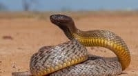 Menace rampante : la crise climatique accélère la prolifération des serpents venimeux©Ken Griffiths/Shutterstock