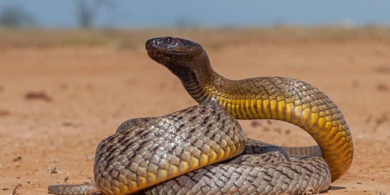 Menace rampante : la crise climatique accélère la prolifération des serpents venimeux©Ken Griffiths/Shutterstock