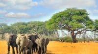 La DBSA lance un fonds pionnier pour sauver la biodiversité en Afrique australe© paula french/Shutterstock